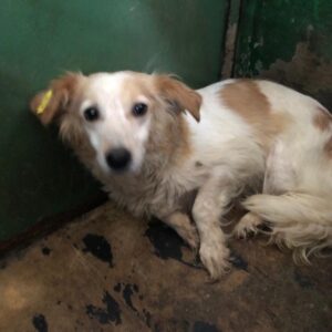 ALEYNA - reserviert TH Koblenz vermittelt