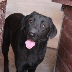 SIERA - auf Pflegestelle in PLZ 1 RBB