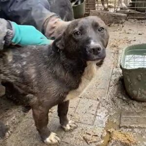 RAYA - auf PDR PS im PLZ Bezirk 04 *vermittelt*