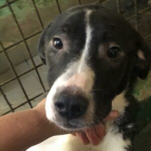 JINNY - reserviert TH Limburg vermittelt