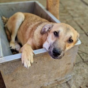 PATA (♂) - vermittelt MD