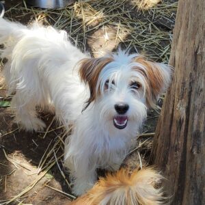 MARILOU - reserviert Second Chance Dogs vermittelt