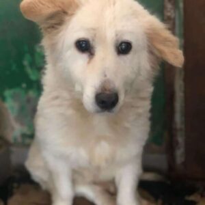 AMADEUS - Notfall - blinder Opa, völlig überfordert - reserviert Lorraine vermittelt