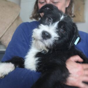 RANJO - ausgereist zur Tierhilfe Lebenswert