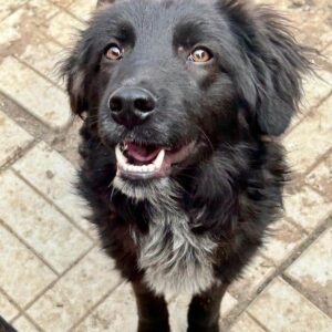 HARMONY - reserviert für Vierbeiner in Not - vermittelt