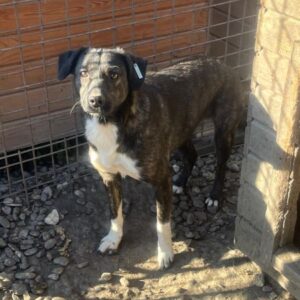 TILLY (♀) - bereits sehr unsicher, sollte dringend reisen!