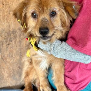 PRICI - sehr wackelig auf den Beinen, Hautprobleme - auf PDR PS im PLZ Bezirk 41