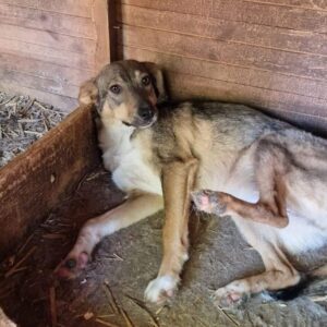 UTA (♀) - vermittelt Isabelle B.