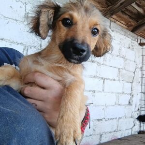 Motte - ausgereist zur Tierhilfe Lebenswert