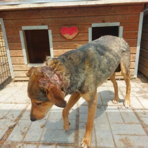 TAZIO (♂) - vermisst 11/24