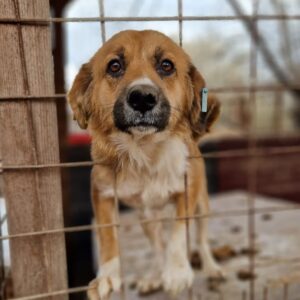 FELIZIA - sehr verzweifelt - reserviert Vergessene Pfoten Stuttgart - vermittelt