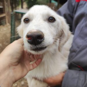 SINTO reserviert Manuela (23/09) vermittelt