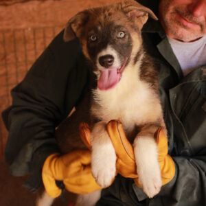 MASQUE - auf Pflegestelle in PLZ 2 vermittelt