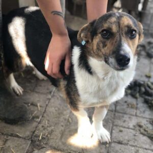 JOY - reserviert TH Ahrweiler vermittelt