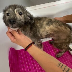 MUKKY - sehr durchtrittige Pfoten - reserviert Tierhilfe Lebenswert DR - vermittelt