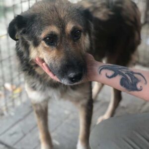 DARIA - reserviert TH Gifhorn vermittelt