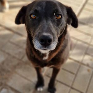 GRAZIA (♀) - vermittelt LS