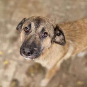 SHLOMO - viel zu dünn - reserviert NadineH - vermittelt