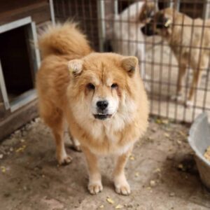 SANDIH - auf PDR PS im PLZ Bezirk 21 *ausgereist*