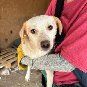 AURIE - bereits sehr schüchtern, dünn, Hautprobleme - ausgereist zur Arche Noah / MfTL