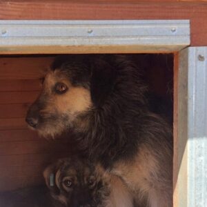 CAMARO (♂) - vermisst 11/24