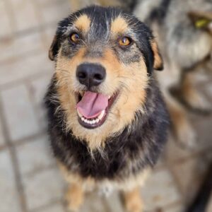 AZITA (♀) - ausgereist zum TST