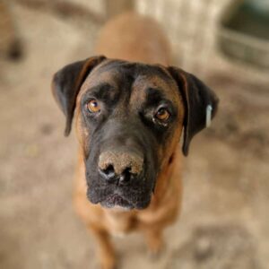 ERASMOS (♂) - vermittelt AL