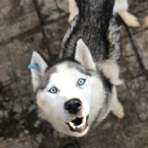 HAKON - Notfall - abgemagert, wird schnell zum Opfer - reserviert TH Filderstadt vermittelt