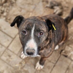 LARA (DNA Test erfolgt)