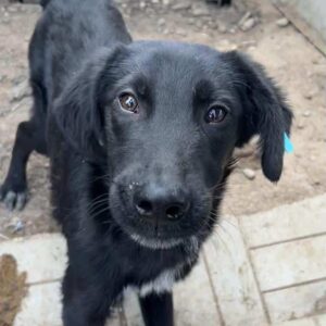 BLACKI - auf PDR PS im PLZ Bezirk 53 - vermittelt