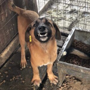 RAPPER - reserviert TH Burgdorf vermittelt