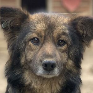 CHERRIE - ausgereist zum TST Rösrath