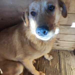 CATALINA (♀) - vermisst 11/24