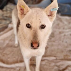 ELFE - zu dünn - reserviert für Tierhilfe Lebenswert - vermittelt