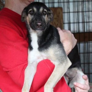 ISOLDE - reserviert für Tierhilfe Lebenswert - vermittelt