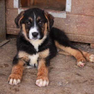 ANTOLIN - reserviert MG vermittelt