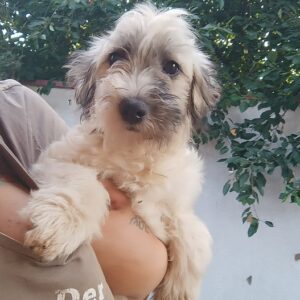 RIEKE - vermittelt MD