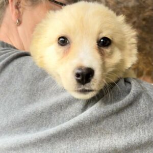 TEREZA - ausgereist zum TST Rösrath