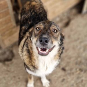 APONI (♀) - ausgereist zum TST Rösrath