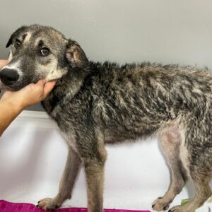 VADIM - reserviert Tierhilfe Lebenswert DR - vermittelt