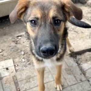 ANABELL (♀) - auf PDR PS im PLZ Bezirk 53 - vermittelt