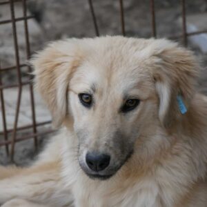 AJALA - vermittelt Alexandra