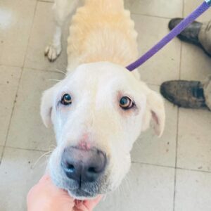 MAJA (Maya) - völlig abgemagert - reserviert vergessene Pfoten Stuttgart vermittelt