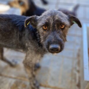 LIBBI - Notfall - reserviert Betty vermittelt