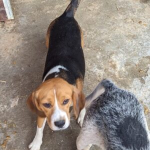 GUAPA - reserviert Laborbeaglehilfe vermittelt