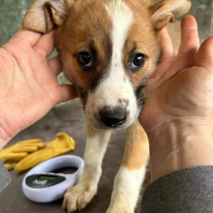 ALOHA - vermittelt JW