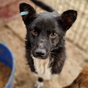 AMAL - sehr verzweifelt - reserviert TH Lingen PM - vermittelt