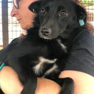 MUCKIE - auf Pflegestelle in PLZ 6 vermittelt