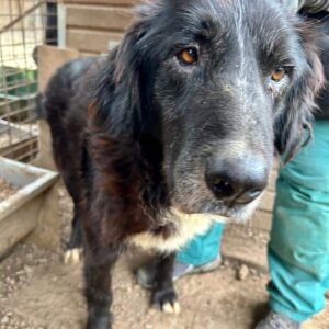 MAREILE - Notfall - hatte Mammatumore (operiert) / super dünn - reist auf Pflegestelle mit 4er PLZ (S&C) RBB 06/23