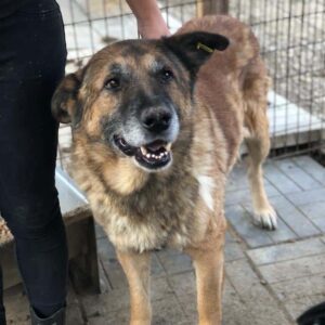 MAXIM - auf Pflegestelle in PLZ 24 - ausgereist